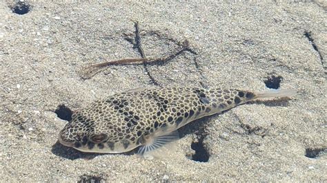 Common Toadfish From Royal Nat L Park Nsw Australia On