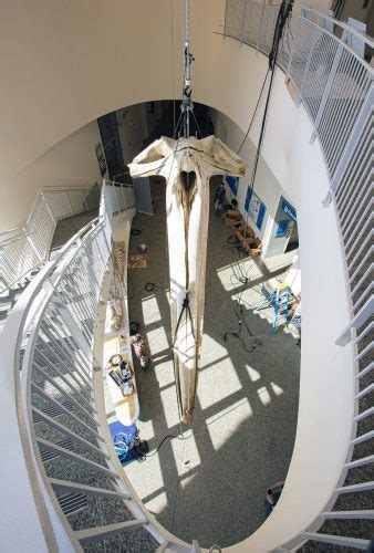 Bowhead whale soars at Alaska museum | UAF news and information