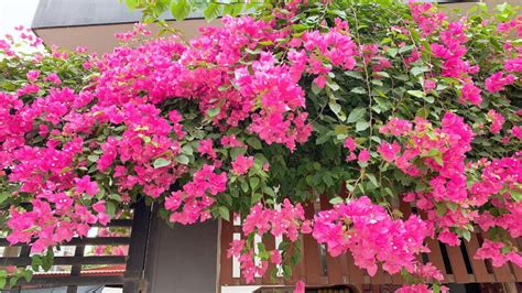 cay hoa giay  nghia cach trong va cham soc cafelandvn