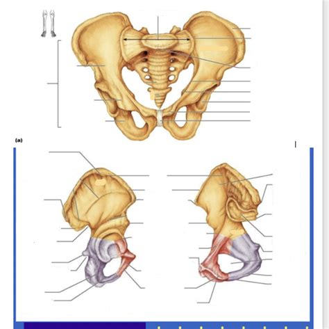 Os Coxae Labeling Sheet Diagram Quizlet