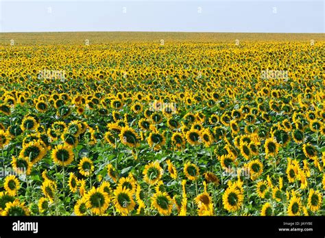 Beautiful Blooming Field Of Sunflowers Under Blue Sky Stock Photo Alamy