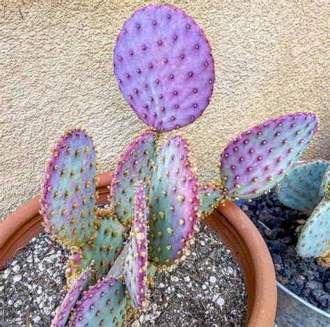 Opuntia Cactus Seeds Opuntia Cacti Succulent Seed Mix | Etsy