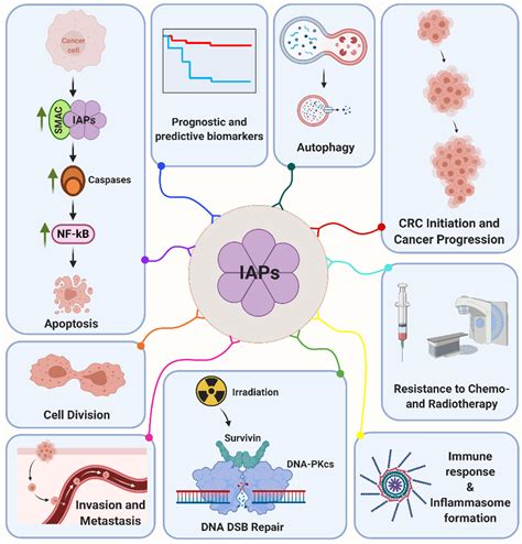 Cancers Free Full Text Tumor Suppressor Protein P53 And Inhibitor Of Apoptosis Proteins In