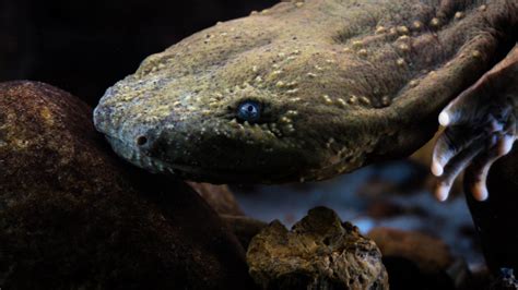 WVDNR launches hellbender, mudpuppy citizen science survey - WVDNR