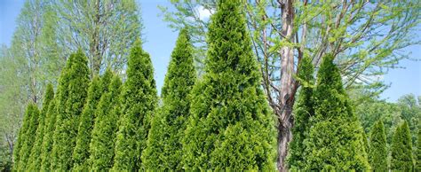 Thuja Green Giant Privacy Screen —