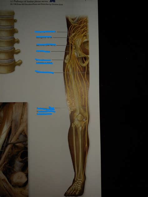 Right Lower Limb Anterior View Diagram Quizlet