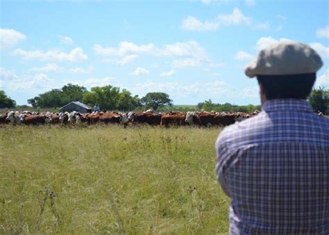 PampaPlus registrou aumento de 7 no número de animais avaliados diz