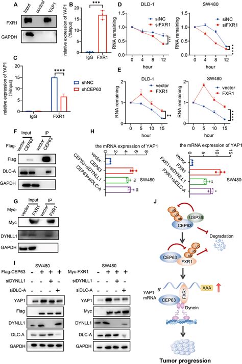 Fxr1 Interacts With Yap1 Mrna And Stabilizes It A The Interaction Of