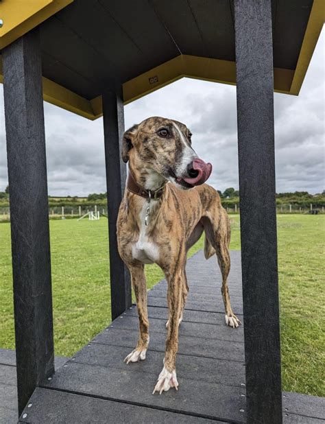 Wild River Dog Park - Dog Parks Near Me