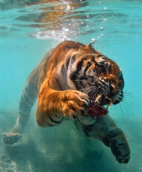 Tigers are fantastic swimmers | Daily Cat Facts