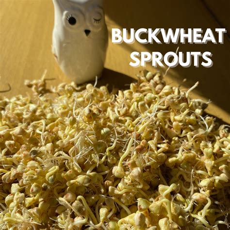 How and why to sprout BUCKWHEAT – 23 Blossom