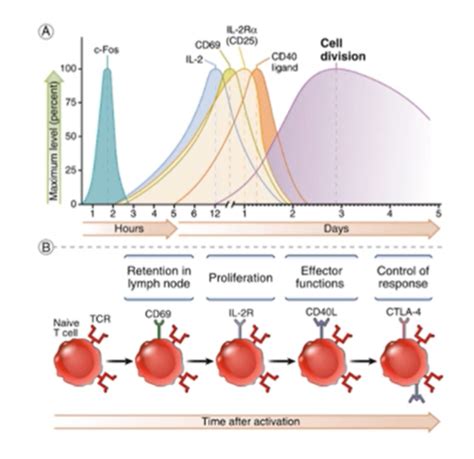 T Cell Mediated Immunity Flashcards Quizlet