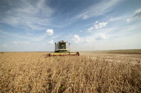 A Farmer Combines A Field Of Soybeans During The Harvest Stock Photo