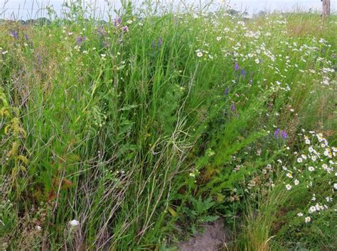 Damberg naturen Blommande vägkanter och biologisk mångfald 20200621