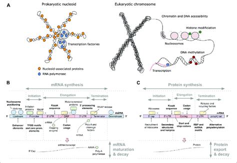 Principles Of Gene Expression A Protein DNA Interactions In