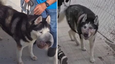 La Emotiva Historia De Rex El Perro Que Nadie Quería Operar Y Se Salvó Gracias A Un Video De