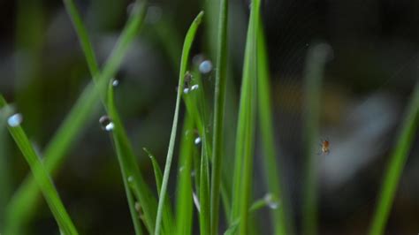 Bildet Vann Natur Miste Dugg Anlegg Plen Fotografering Eng