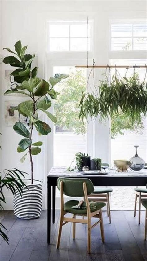 Como usar o Ficus Lyrata na decoração Reunimos inspirações lindas de