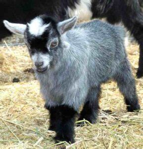 Murciana Goat Origin Characteristics Uses