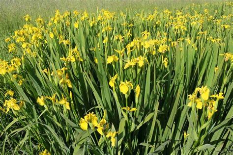 Iris Pseudacorus Yellow Iris Go Botany