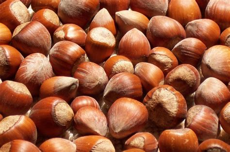 Fresh Bulk American Grown Raw Hazelnuts Filberts In Shell 1lb