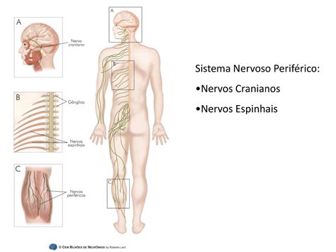 Qual A Funcao Do Sistema Nervoso Periferico - 10