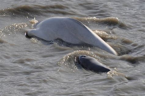 Photos: Beluga whales feeding in Turnagain Arm