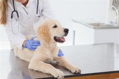 Exame Veterinário Em Cães É Importante Quais Os Principais