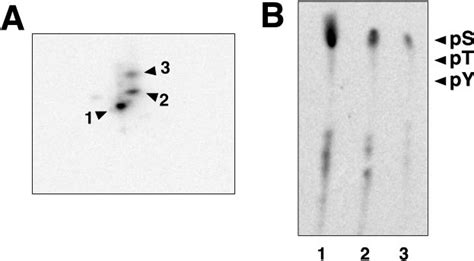 Tryptic Peptide Map And Phosphoamino Acid Analysis Of P40 Phox