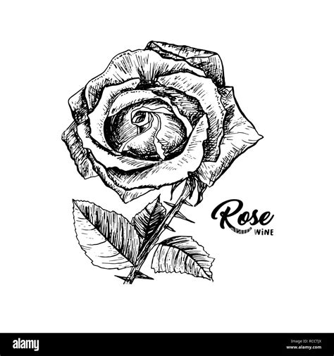 Rose Drawing Black And White