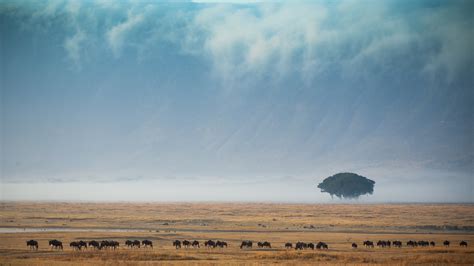 Grassland - Tropical — pete downing photographer