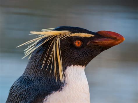 Datos sobre las aves del pingüino penacho amarillo Eudyptes Chrysocom