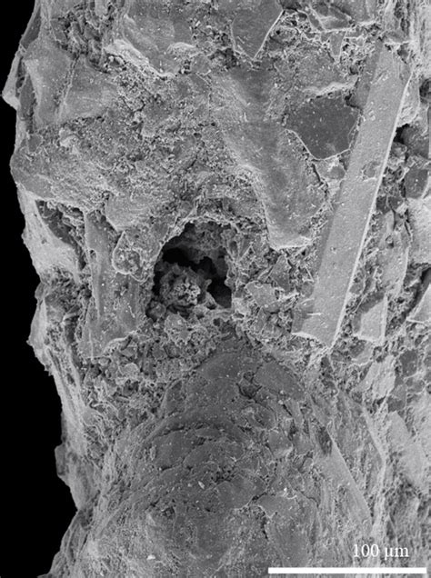 Cribrostomoides Jeffreysii Kobrow Germany Chattian Oligocene Paleogene