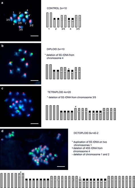 Fish With S Rdna And S Rdna On Chromosomes Of A Thaliana Plants