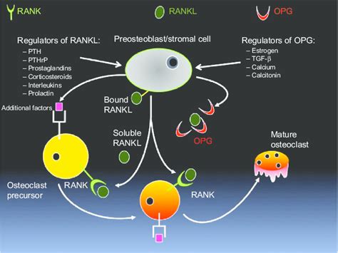 The Role Of Rankl In Bone Remodeling Notes Rankl Is Produced By Cells