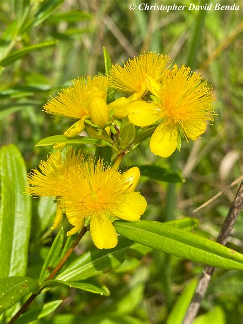 Hypericum prolificum | Illinois Botanizer