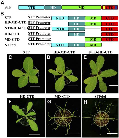 The HD And CTD Of STF Are Essential For Blade Outgrowth Function A