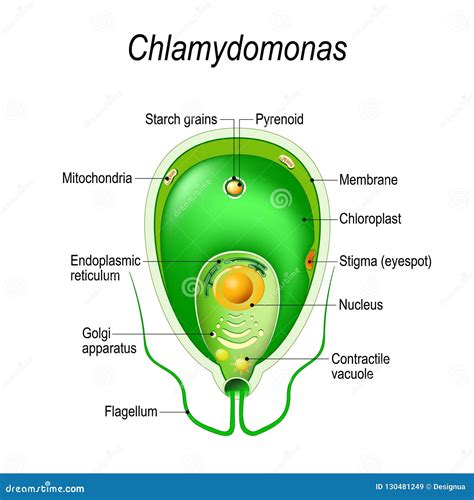 Cross Section of a Chlamydomonas. Structure of the Algae Cell Stock ...