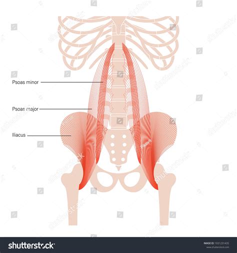 Psoas 근육과 Iliacus 개념과 인간의 뼈대의 스톡 벡터 로열티 프리 1931231435 Shutterstock