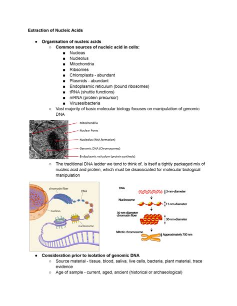 Lecture Extraction Of Nucleic Acids Extraction Of Nucleic Acids