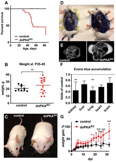 Ijms Free Full Text Vascular And Liver Homeostasis In Juvenile Mice