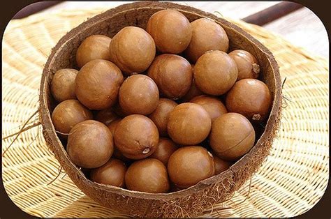 Kacang Macadamia Kacang Termahal Di Dunia Bobo