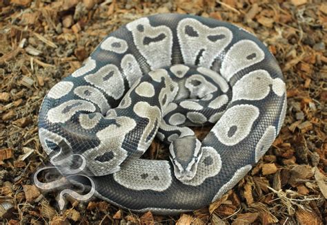 dont     aesthetic ball python version heather