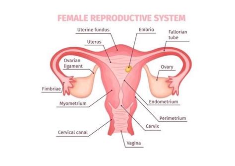 Learning About Anatomy Female Reproductive System Uterine Fundus Embrio Fallorian Tube Uterus