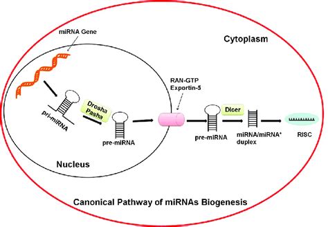 Canonical Pathway Of Mirnas Biogenesis Mirnas Are Transcribed Into A