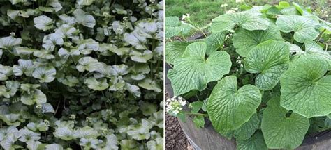 Growing Wasabi, Planting, Care, Harvesting Facts | Gardening Tips