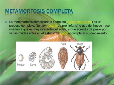 Desarrollo Y Metamorfosis Ppt