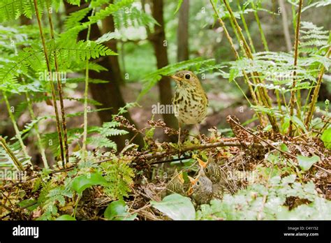 Hermit Thrush perching at Nest Stock Photo - Alamy