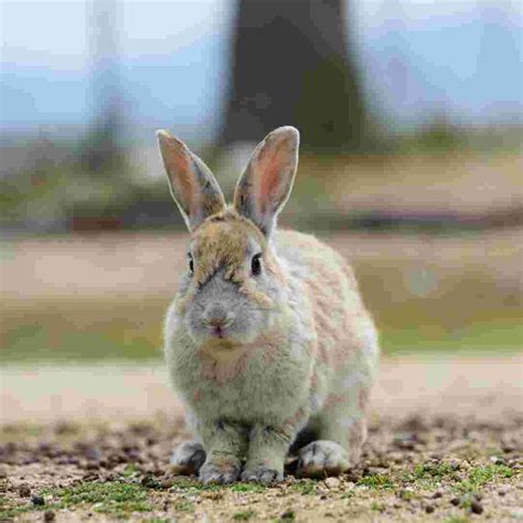 how much does it cost to buy a rabbit