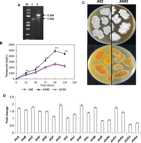 comparative genomic  regulatory analyses  natamycin production